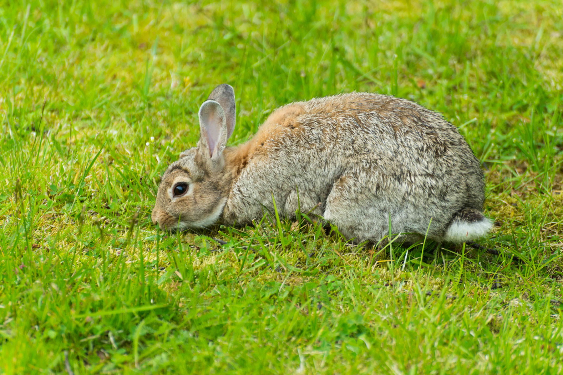 the-most-dangerous-animal-in-iceland-the-meanderer