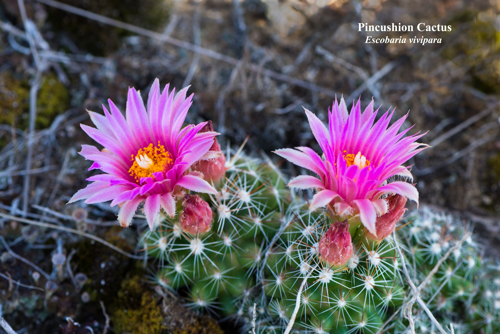 Manitoba’s Cactuses The Meanderer